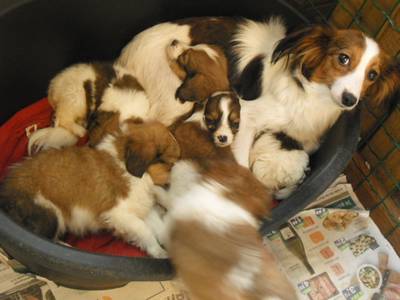 Irene was klant bij omstreden puppyhandelaar: Het beestje was doodsbang