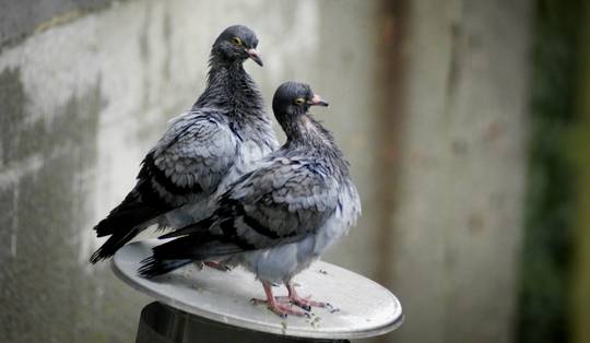 Na vergassen en ‘cervicale dislocatie’ schotelt Gent duiven nu de pil voor