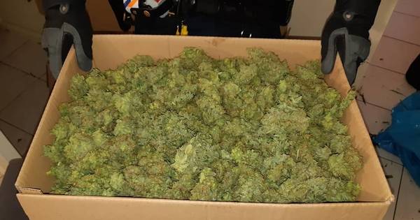 Acht personen aangehouden bij oprollen hennepknipperij in Velddriel - BD.nl