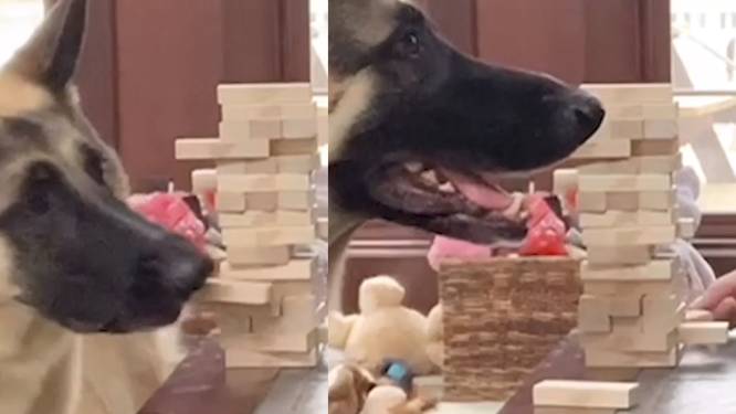Ontvoerder Van Hond Eist 15 000 Euro Of Ik Hang M Op Aan Dichtstbijzijnde Boom Dieren Hln Be