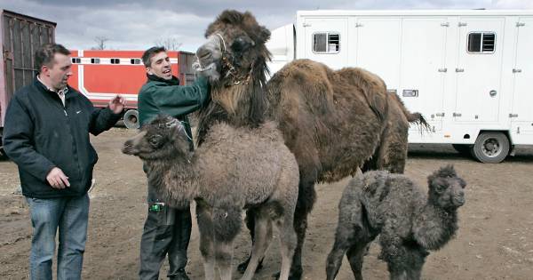 Kamervragen over plan Appelterns dierenpark