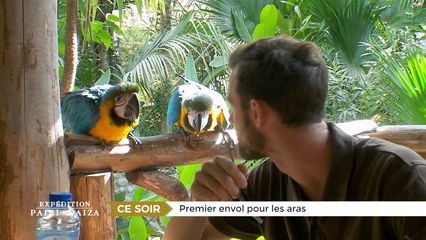 6. Premier envol pour les aras