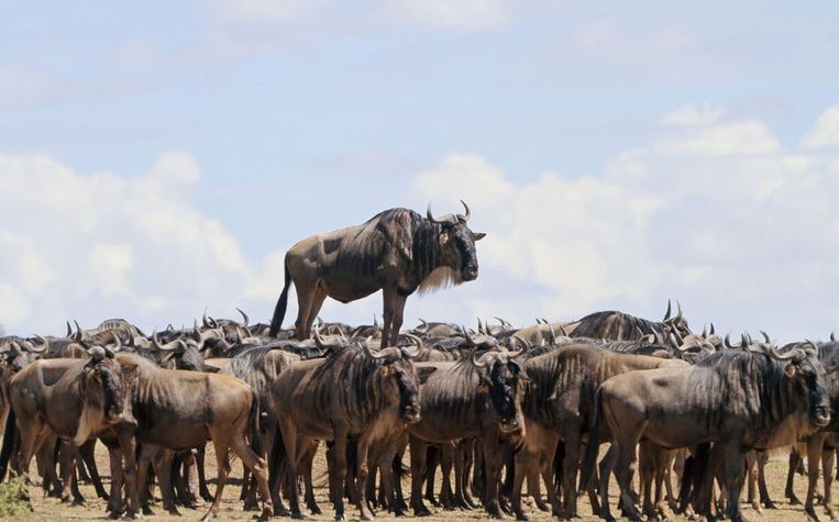 Comedy Wildlife Photography Awards.