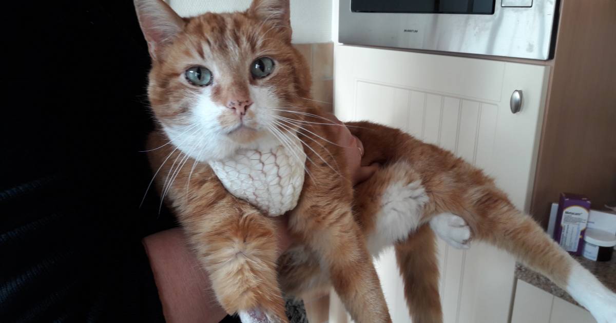 Baasje Ontzet Wie Schiet Er Nou Met Een Luchtbuks Op Ons Katje Flip Woerden Ad Nl