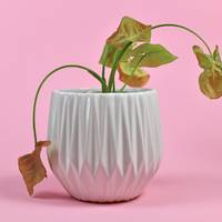 Dode planten in huis? Dit doet het met je mentale gezondheid