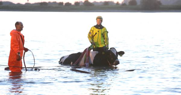 Koe uit het water getrokken bij Hurwenen - BD.nl
