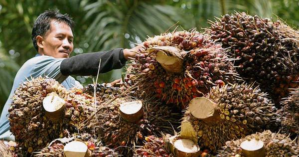 Milieudefensie dient klacht in tegen ING om financiering palmolie - Eindhovens Dagblad