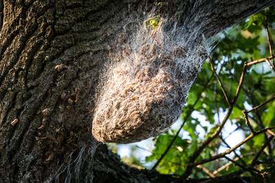 Alles, maar dan ook écht alles wat je moet weten over de rups die ons zo irriteert