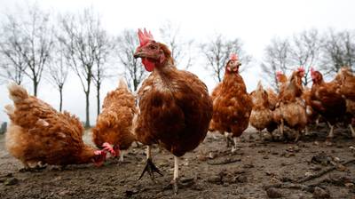 NVP: Schade pluimveesector nu al in de miljoenen