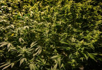 Arnhemse bende betwist hoogte
wietopbrengst