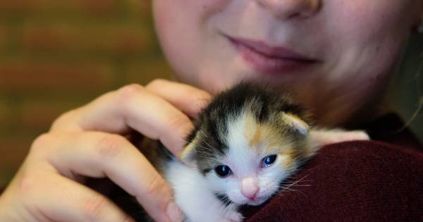 Hoogseizoen bij de dierenopvang: 'De kittens zijn we zó | Amersfoort | AD.nl