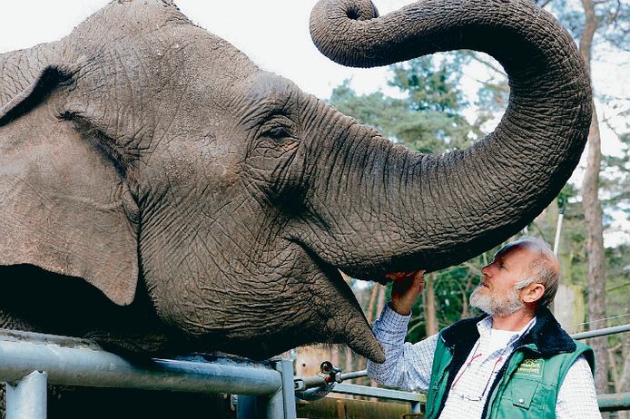Picture of elephant