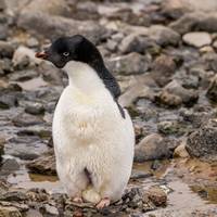 Sneller dan ooit gemeten: pinguïns broeden tot 24 dagen eerder door opwarming