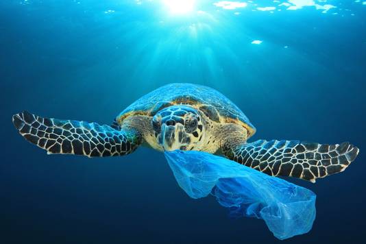 Het gevaar van plastic in de zee: schildpadden kunnen plastic aanzien voor voedsel.