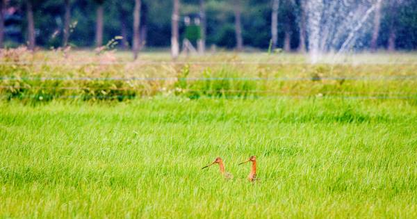 Steenmarters, vossen en kraaien slaan toe in Geesteren: tientallen gruttokuikens verdwenen - Tubanti