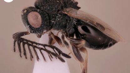 Nieuwe parasitaire wesp boort zichzelf met ‘zaag’ een weg uit het lichaam van haar gastheer