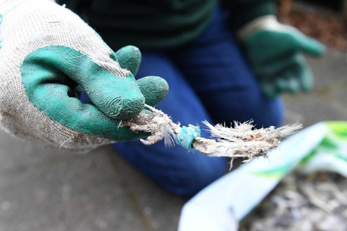 Een pootje van een geringde vogel.