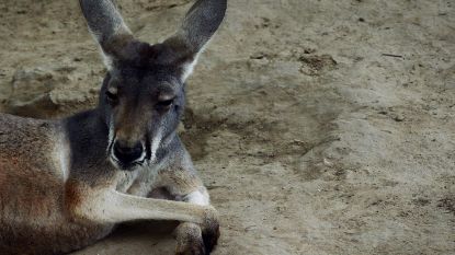 Kangoeroe sterft nadat toeristen hem bekogelden met stenen in Chinese zoo
