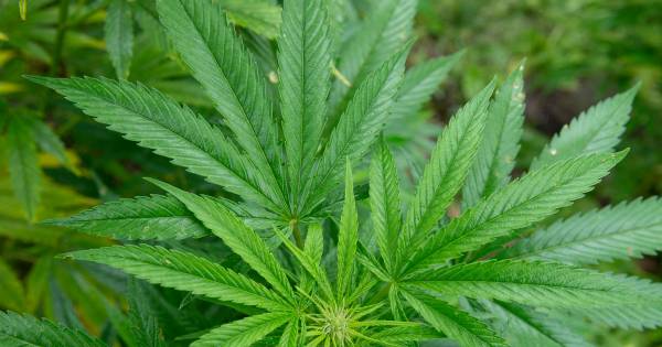 Politie ontmantelt hennepkwekerij met 800 planten in Vinkeveen.