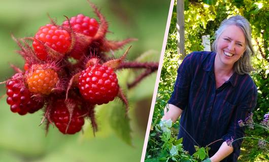 De Japanse wijnbes: alles over het snoeien, verzorgen én stekken volgens de groenexpert
