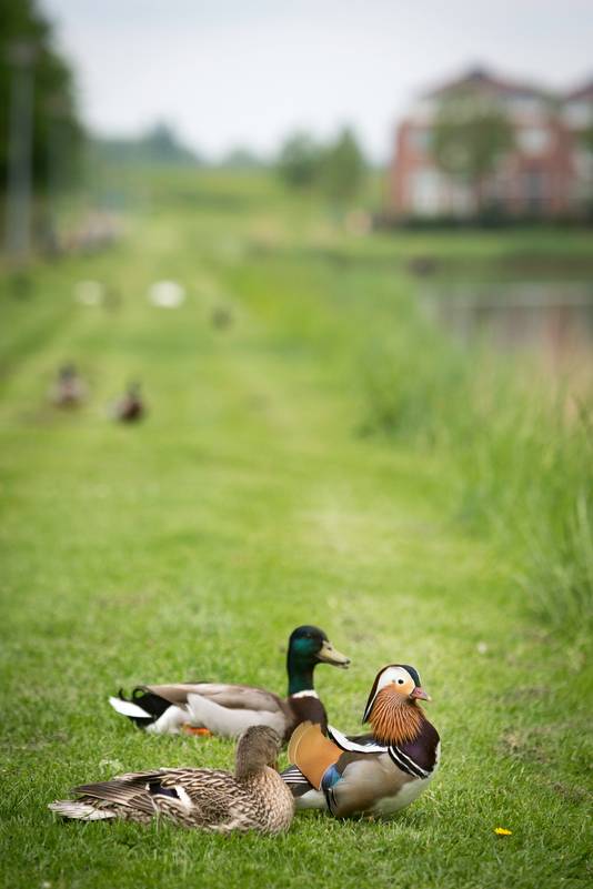 Er is nog geen naam bedacht voor de exoot.