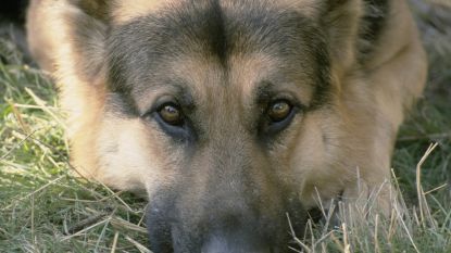 Baasje ziet 'dogsitter' walgelijke seksuele handelingen stellen met zijn Duitse herder