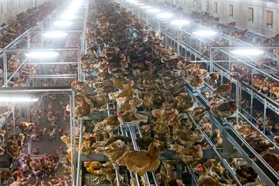 Mogelijk miljoenen met fipronil besmette kippen geruimd