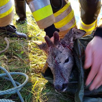 Ree in nood gered van hoogwater in de polder