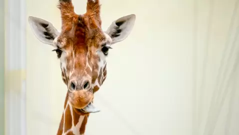 Win een duoticket voor ZOO Antwerpen