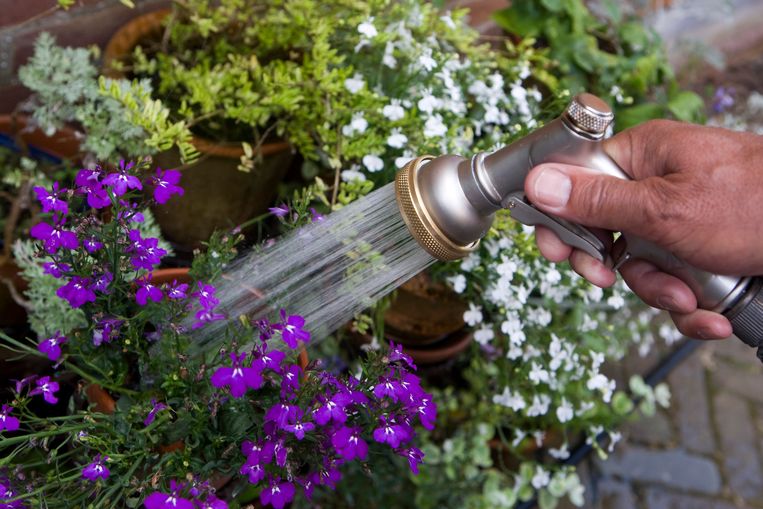 "Accepteer gewoon dat je gras even geel wordt" zo bescherm je de tuin tegen extreme droogte