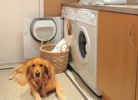 Honden- of kattenharen op je schone was? Voeg dít toe aan de wasmachine