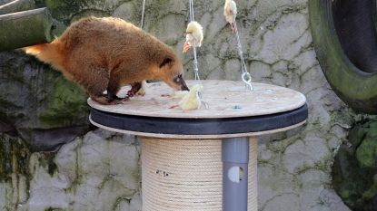 Opvallend eindwerk dierenverzorgers in spe: van speelbal voor tijger tot schommel voor neusbeer