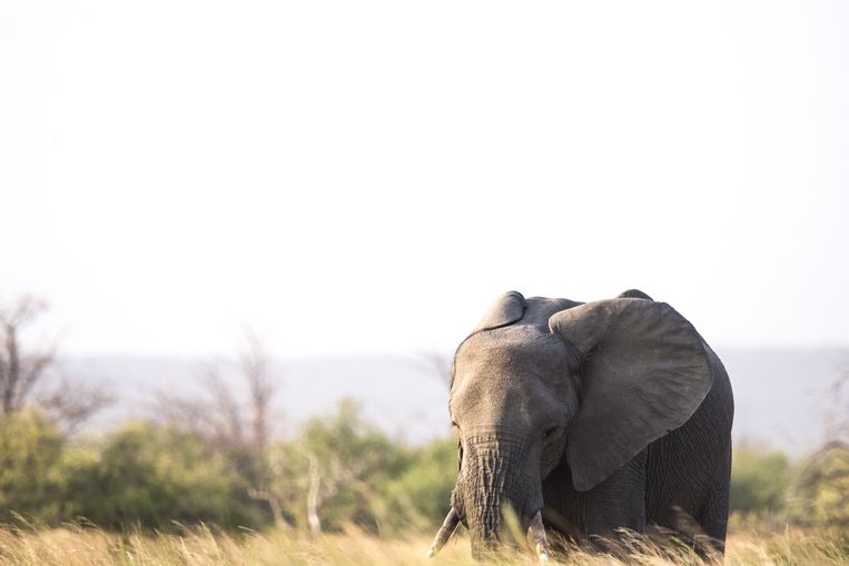 Olifant in Botswana  Beeld The Africa Experience