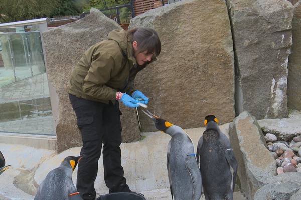 Inside Edinburgh Zoo