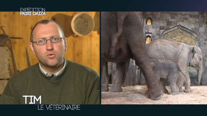 10. La première matinée du bébé éléphanteau