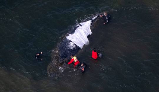 Hoeveel middelen moeten er nog naar de redding van bultrug Timmy gaan? ‘Deze walvis is ten dode opgeschreven’
