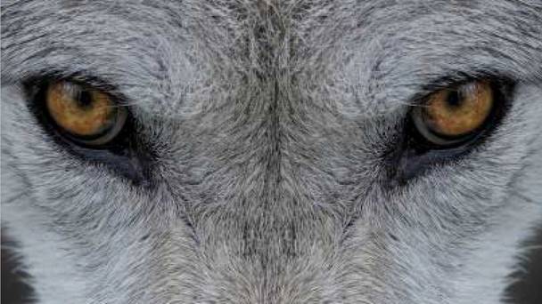 Misha and the Wolves