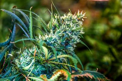 Hennepkwekerij met 450 planten opgerold bij Riel, niemand aangehouden