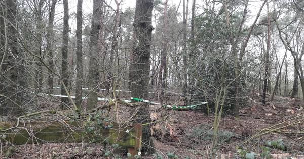 Foutje: Staatsbosbeheer vernielt dassenburcht in Overasselt - De Gelderlander