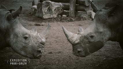 11. Naissance d’un bébé rhinocéros