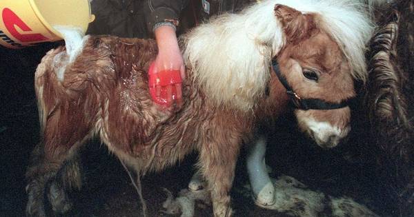 Zwaar verwaarloosde kreupele pony's gevonden | Nieuws - AD.nl