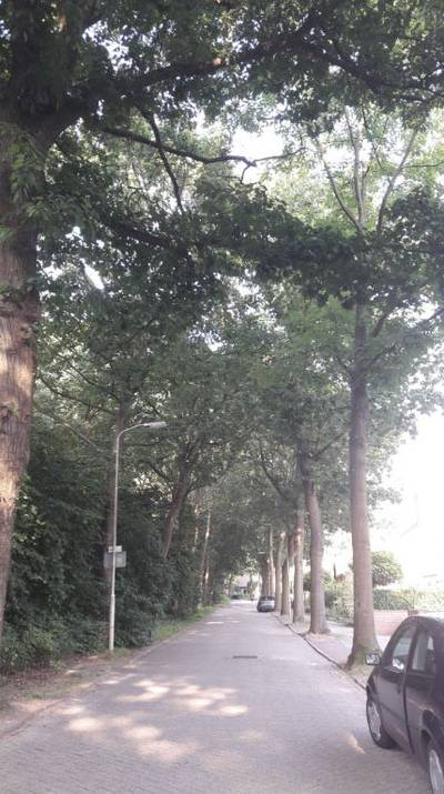 Buurt wil niet dat imposante bomenrij verdwijnt