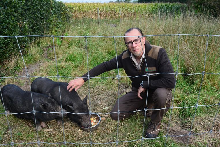 De varkens zijn vrij tam. Boswachter Koen Maertens kan ze gewoon aaien.