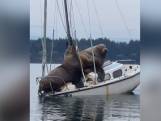 Quand deux lions de mer se posent sur un petit bateau 