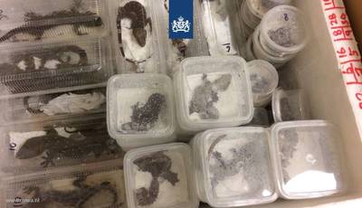 Tientallen dieren dood na vlucht van Maleisië naar Amsterdam