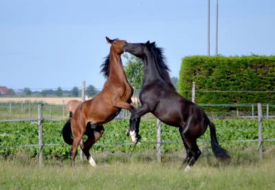 Wie is de hengst? Gerommel met paardensperma