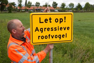 Agressief roofvogelpaar valt mensen aan in Zeeuws dorpje