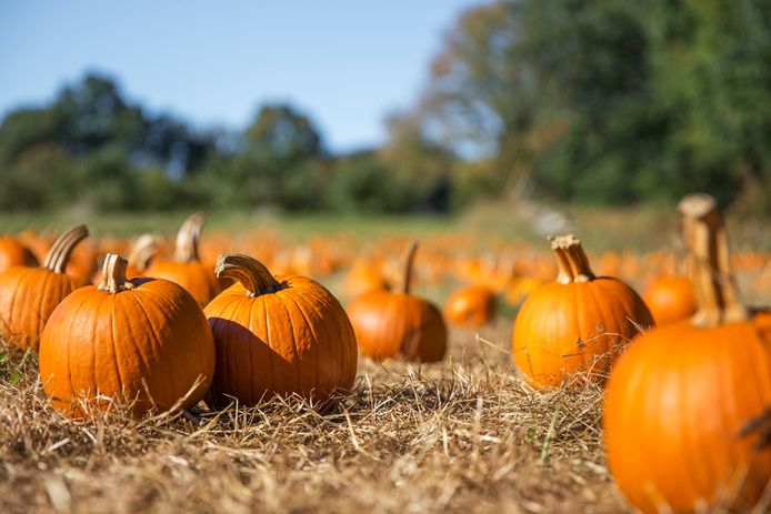 Ongekend Pas op met Halloween: sommige pompoenen zijn giftig en maken je TU-99