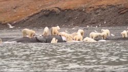 Maar liefst 200 ijsberen troepen samen om walvis te verslinden