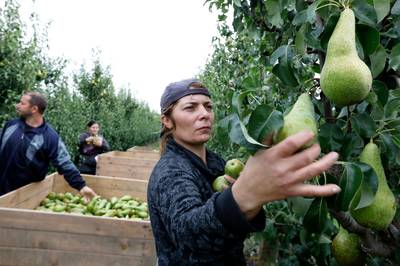 Drielse perenoogst leunt op Roemenen
